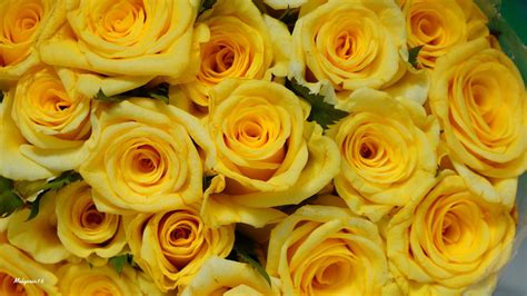 Yellow Roses By Malgosia16