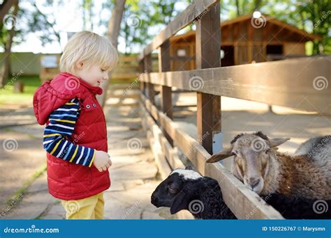 Little Boy Petting Sheep Child In Petting Zoo Kid Having Fun In Farm