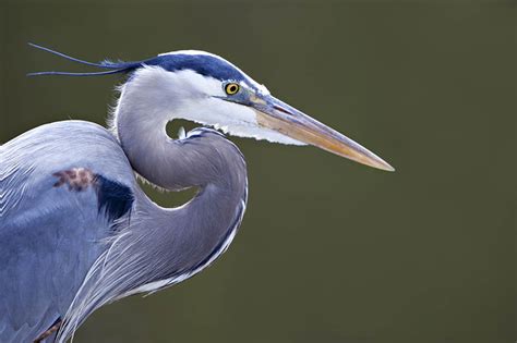 Do Great Blue Herons Migrate Everything You Need To Know Optics Mag