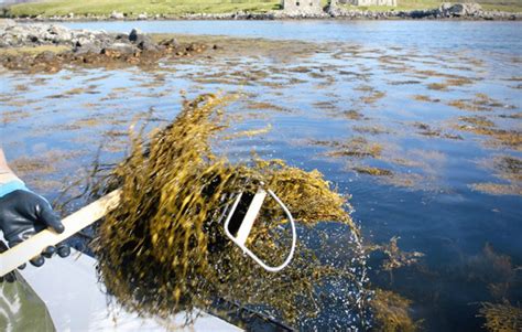 Scottish Sustainable Seaweed Harvesting Methods ǀ Uist Asco