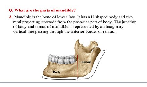 Mandible Anatomy Qa