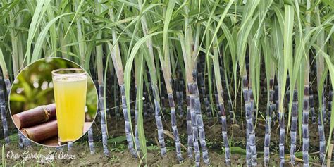 How To Grow Sugar Cane Full Guide Green Thumb Central F
