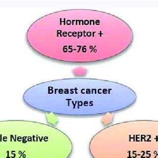 Start here to find information on breast cancer treatment, causes and prevention, screening, research, and statistics. The schematic representation of the hormonal therapy of ...