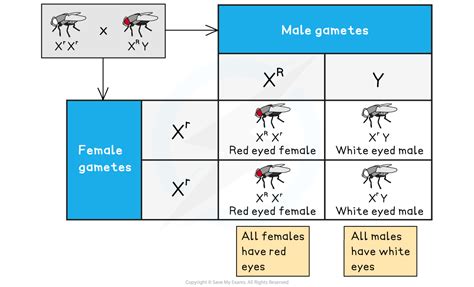 gene locus 3 9 edexcel international a level biology revision notes 2018 save my exams