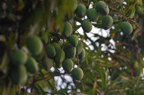 Mango Fruit Trees Stock Photo Download Image Now African Culture