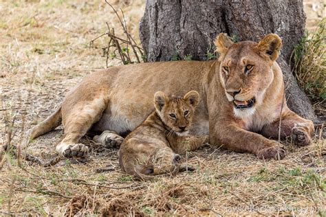 Serengeti Lions