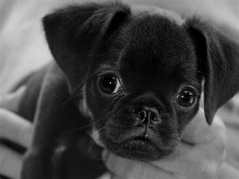 Maybe you would like to learn more about one of these? Black Baby Of Brussels Griffon | Brussels griffon, Dogs ...