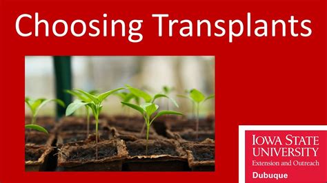 choosing transplants youtube