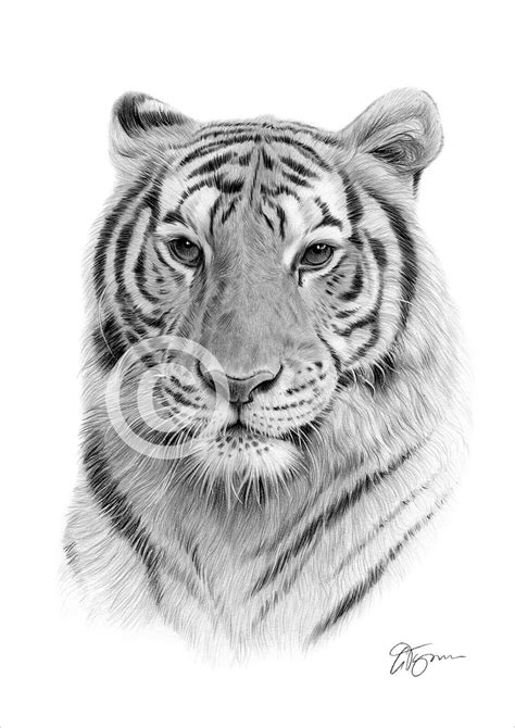 Bengal Tiger Pencil Drawing Art Print A A Sizes Signed By Artist