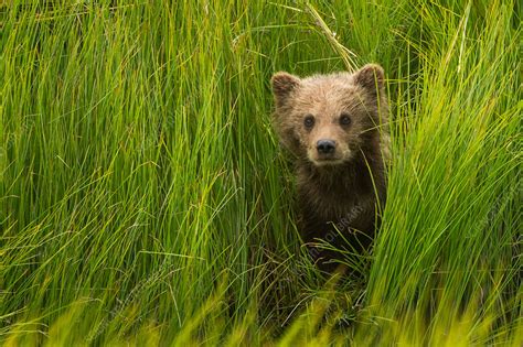Brown Bear Cub Lake Clark Alaska Usa Stock Image F0092116