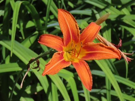 Orange Day Lily Hemerocallis Fulva Edible And Medicinal Uses Of The