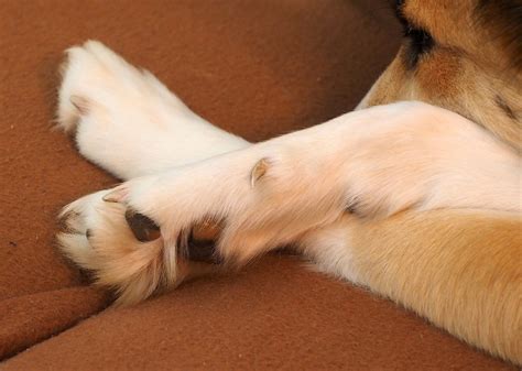 Dog Paw Problems 9 Issues To Watch For And How To Treat Them