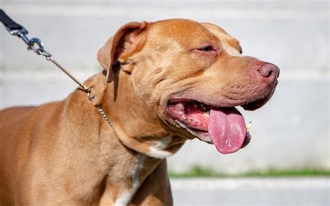 Golden Retriever Pitbull Mix Guide 27 Things To Know Before Getting