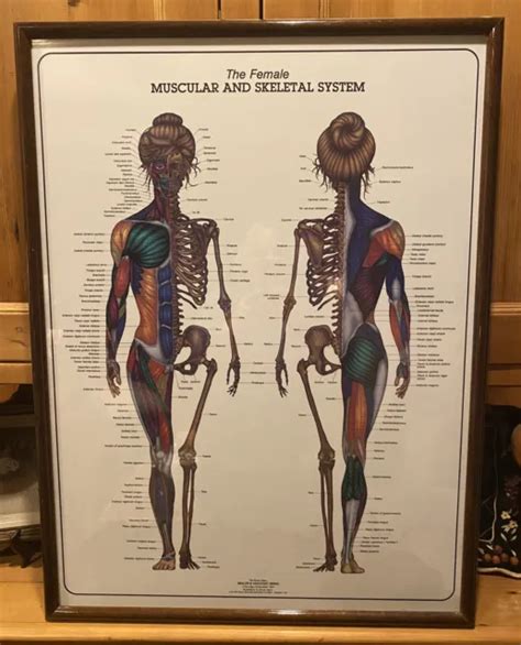 Vintage 80s Bruce Algra Poster The Female Muscular And Skeletal System