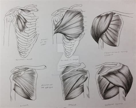 Pecsscapuladeltoid Muscle Studies By Billydoubleu On Deviantart