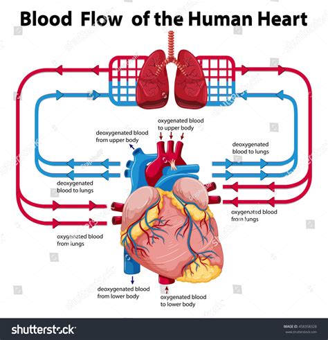 14 Human Heart Blood Flow Diagram Robhosking Diagram
