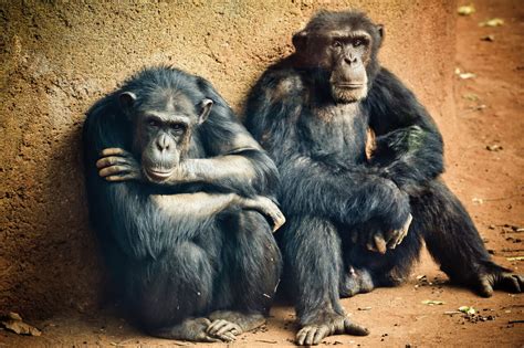 Chimpanzee Honolulu Zoo Society