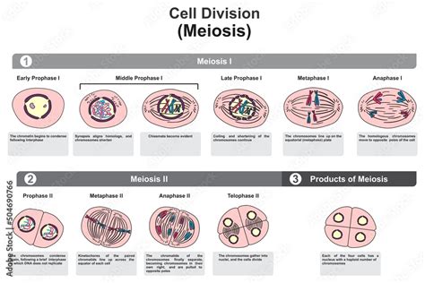 Fototapeta Kuchenna Cell Division Meiosis Stages Infographic Diagram