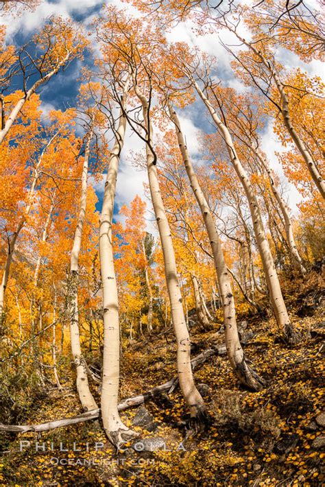 Fall Colors In Bishop Creek Canyon Sierra Nevada 2020 Natural
