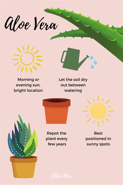 How To Root Aloe Vera Plant In Water A Step By Step Guide PlantHD