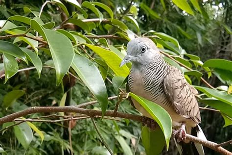 Simak Manfaat Memandikan Burung Perkutut Di Malam Hari Salah Satunya