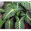 Caladium Plants For Indoors Balconies And Outdoor Gardens  Lifezshining