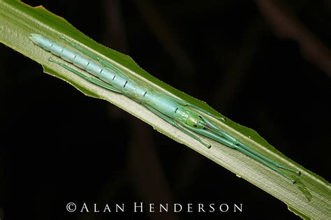 Eau De Peppermint Stick Insect The Phasmid Perfume That Packs A Punch