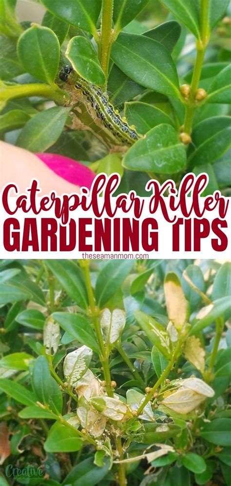 Are Caterpillars Devastating Your Beautiful Box Trees Act Quickly With