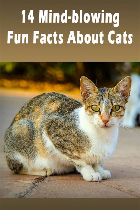 14 Mind Blowing Fun Facts About Cats Fun Facts About Cats Cat Facts