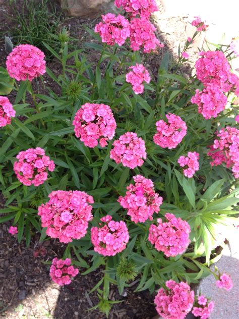 Pink Dianthus in my flowers bed. | Pink dianthus, Beautiful blooms, Flower beds