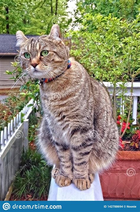 There are no known health issues that are specific to the breed. Highland Lynx Tabby Cat On A Porch Looking Around Stock ...