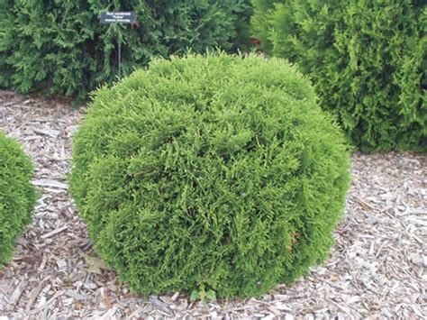 Hetz Midget Arborvitae Miller Nursery