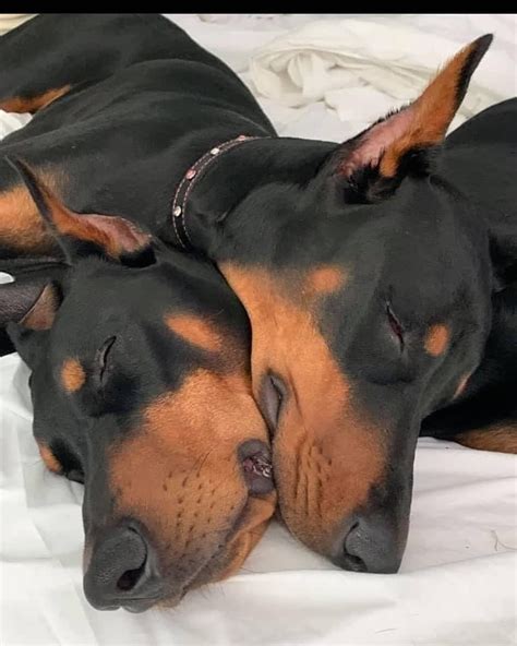 14 Pictures Only Doberman Owners Will Think Are Funny