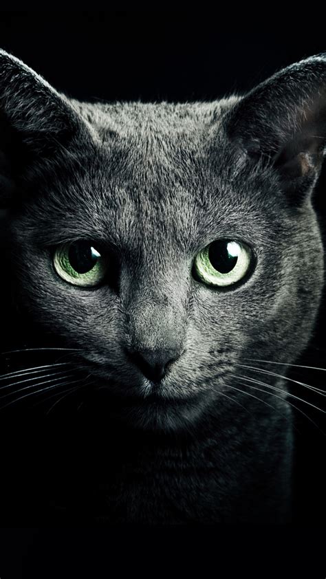 Black Cat Best Hd Wallpapers For Iphone And Android Devices
