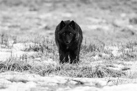 Yellowstone Wolf 12picture Yellowstone Wyoming Jess Lee Photography