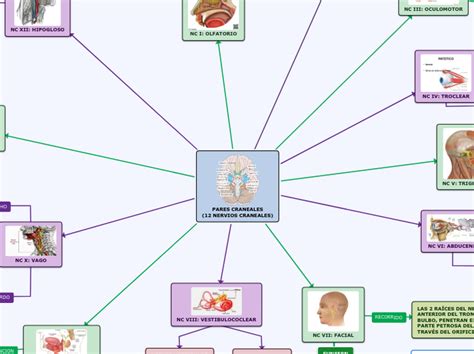 Pares Craneales Nervios Craneales Mind Map