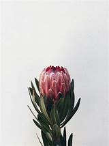 Pictures of Pink Ice Protea Flower