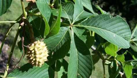 Growing Buckeye Trees From Seed Garden Guides