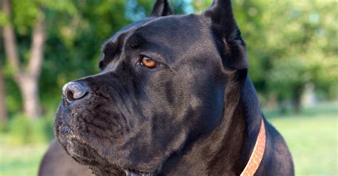 Cane Corso Is Most Searched For Dog Breed In Delaware Study Finds
