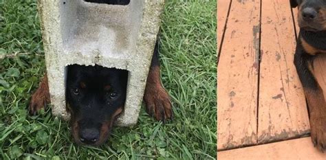Florida Fire Department Rescues Dog With Head Stuck In Cinder Block