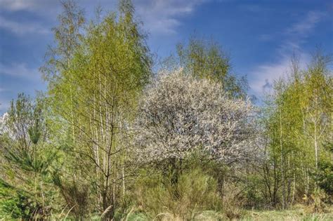 Spring Landscape With Bushes And Trees Stock Image Image Of Spring