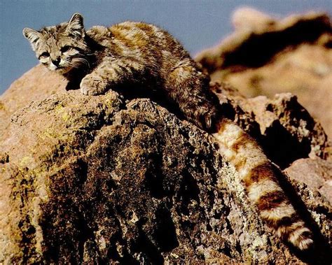 The andean mountain cat is a small species of wild cat about the same size as a domestic cat. Andean Mountain Cat | Rare cats, Small wild cats, Cat species