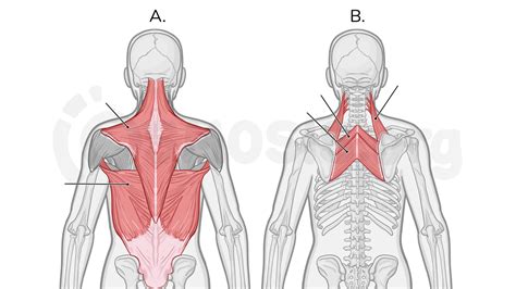 Muscles Of The Back Osmosis