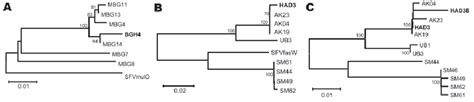Phylogenetic trees of simian foamy virus (SFV) sequences derived from 3