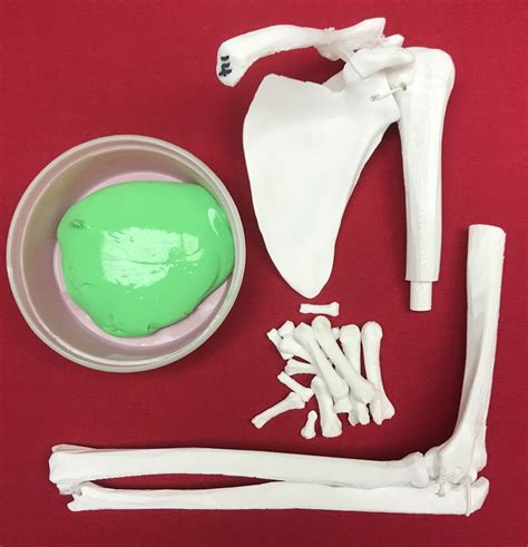 Long Bone 3d Model Project New Doughy Material Promises 3d Printed