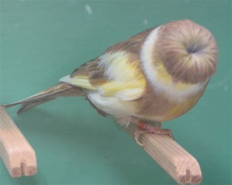 En önemli yetiştirme amacı, bir bütün halinde kuşta yuvarlaklığı sağlayabilmektir. Crested Canaries: Gloster, Stafford, Columbus, Norwich