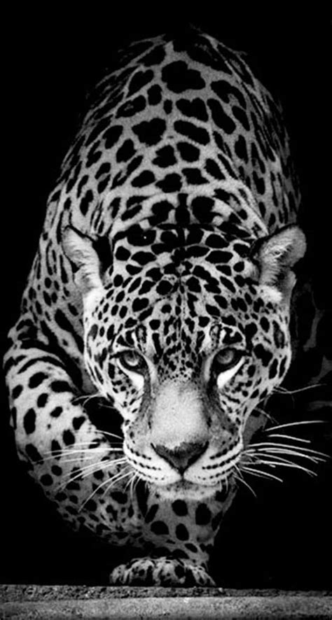 Jaguar Animal Wallpaper