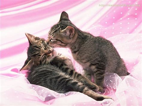 Cute Kitten Wallpaper Kittens Wallpaper 13939000 Fanpop