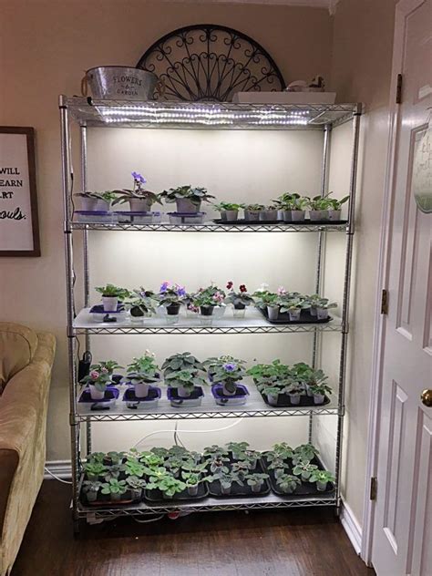 Grow Plants With Led Lights African Violet Plant Stand Grow Lights