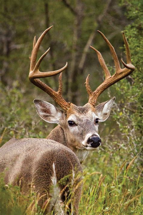 The State Of Whitetailsnovember 2019 Tpw Magazine